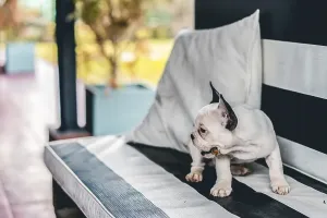 Side view of a little cute French bulldog with branch in its mouth on a garden chair