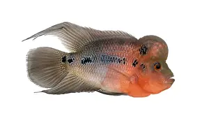 view living legend flowerhorn cichlid Trending Item 4