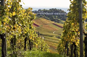 View of Luginsland estate, vineyard