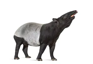 Side view of a Malayan tapir using its snout to smell