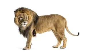 Side view of a Male adult lion looking back