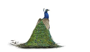 Back view of a male Indian Peafowl - peacock - looking at the camera - Pavo cristatus