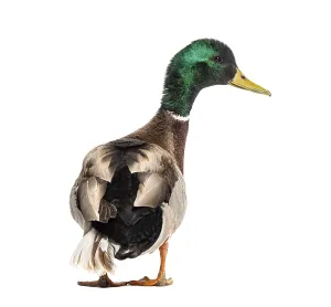 Back view of a Mallard Duck looking at the camera