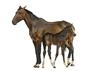Side view of a mare and her foal isolated on white