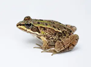 Side view of Marsh frog, Pelophylax ridibundus