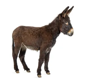 Side view of a Martina Franca donkey
