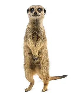 Front view of a Meerkat standing upright