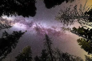 A view of a Meteor Shower and the purple Milky Way with pine trees forest silhouette in the foreground