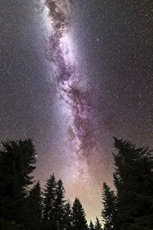 A view of a Meteor Shower and the purple Milky Way with pine trees forest silhouette in the foreground