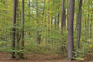 View of the mixed forest in autumn