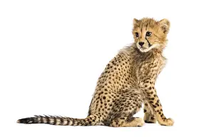 Back view of a three months old cheetah cub sitting