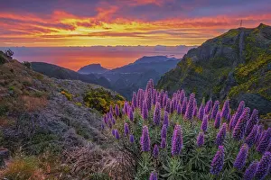 View near Pico do Arieiro of mountains over clouds with Pride of Madeira flowers