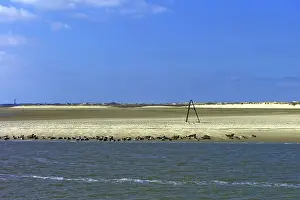View of Norderney Island, Seals on the Beach