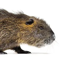 Side view of a Nutria or Coypu