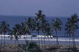 View of palm trees on harmal beach in Goa, India