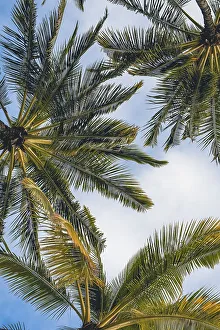 Bottom view of Palm trees in Hawaii