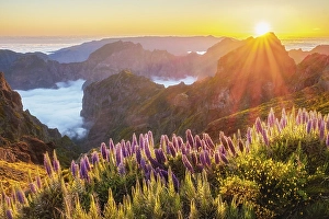 View from Pico do Arieiro of mountains over clouds with Pride of Madeira flowers