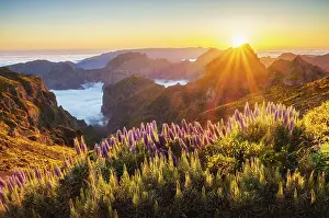 View from Pico do Arieiro of mountains over clouds with Pride of Madeira flowers