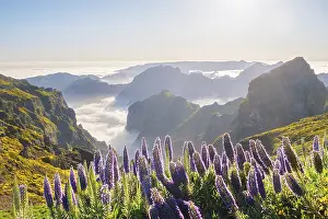 View from Pico do Arieiro of mountains over clouds with Pride of Madeira flowers