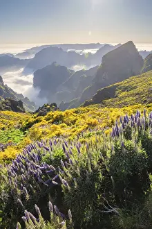View from Pico do Arieiro of mountains over clouds with Pride of Madeira flowers