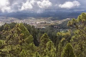 View over pine forest to landscape in the south of Tenerife