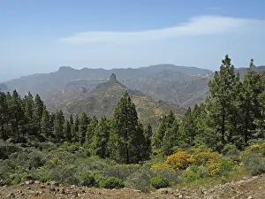View of pine trees in mountainous landscape with blue sky