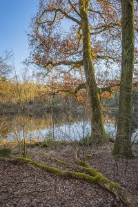 View of a pond in the forest with oak trees in the foreground in the Wildeshauser Geest