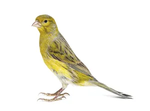 Side view portrait of a pied canary