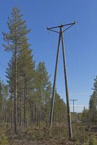 View of power lines in forest in spring