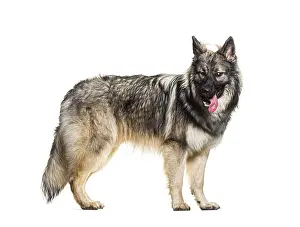 Side view, profile, of standing dog making a face isolated on white