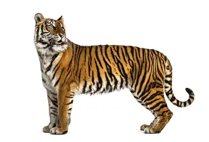 Side view, profile of a tiger standing