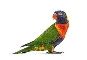 Side view of a Rainbow Lorikeet