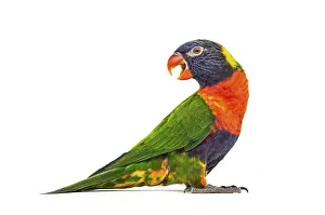 Side view of a Rainbow Lorikeet