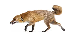 Side view of a Red fox looking down and walking away