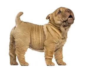 Side view of a Shar Pei puppy standing