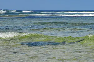 View from shore of silhouette of Atlantic nurse shark (Ginglymostoma cirratum)