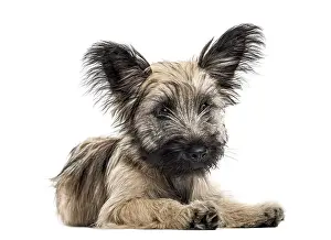 Front view of a Skye Terrier dog lying down isolated on white