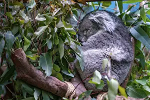 The view of sleeping koala