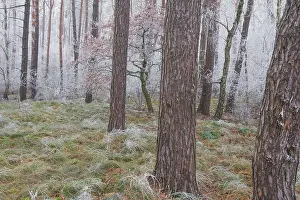 View of a small oak tree frozen with hoarfrost in a spruce forest