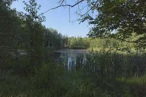 View of small pond in forest in summer