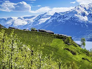 Category Scandinavia Prints: View of snow-covered mountains