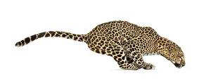 Side view of a spotted leopard leaping