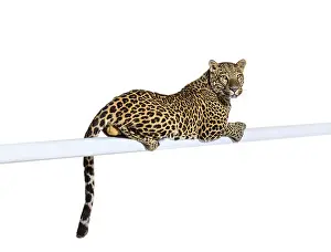 Side view of a Spotted leopard resting on a white pipe looking proudly at the camera