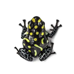 Top view of a Spotted poison frog