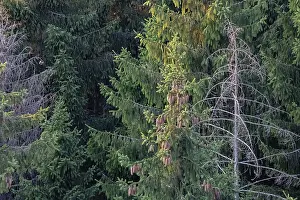 View from above into a spruce forest
