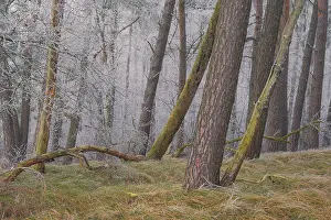 View of spruces frozen with hoarfrost in the forest