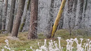 View of spruces frozen with hoarfrost in the forest