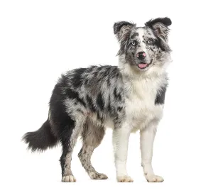 Side view of a standing panting Blue merle puppy australian shepherd looking at the camera