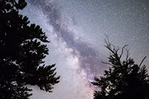 A view of the stars of the Milky Way with a pine trees forest silhouette in the foreground
