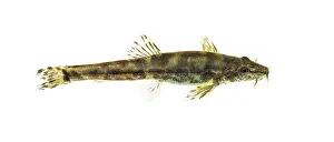Side view of a Stone loach, Barbatula barbatula